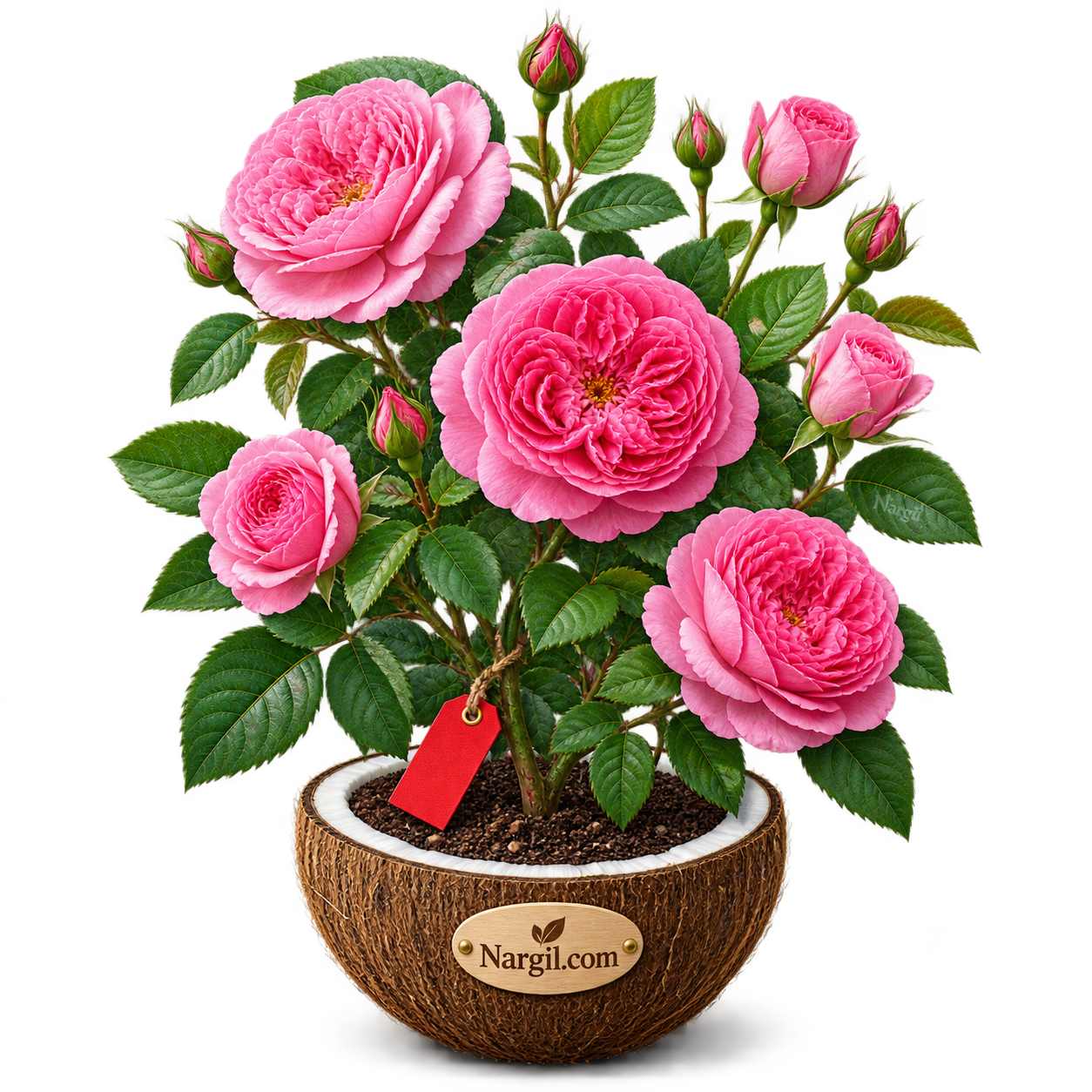 Nargil_Rosa Centifolia